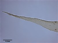 Aerobryopsis parisii (Card.) Broth. Collection Image, Figure 7, Total 9 Figures